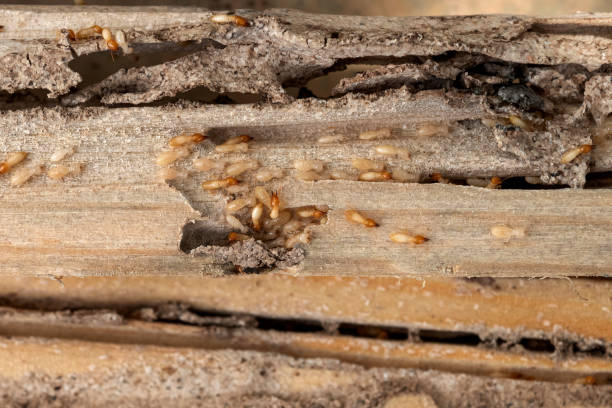 Spider Control Near Me in Pagedale, MO